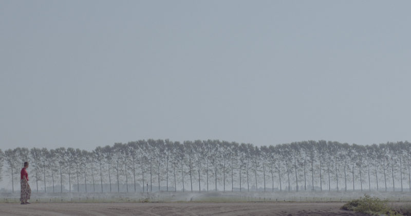 Fertile di Alessandro Quadretti